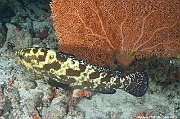 Epinephelus polyphekadion Annella mollis Maldives Kudarah Thila-16m-20240425-DA-DSC_6993_tn